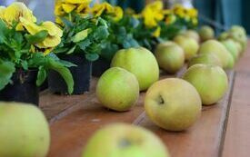 IMG_0910_www