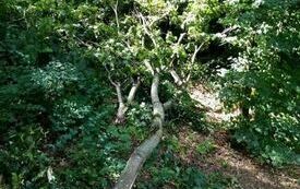 IMG-20240707-WA0051