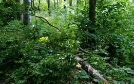 IMG-20240707-WA0050