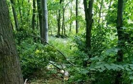 IMG-20240707-WA0047