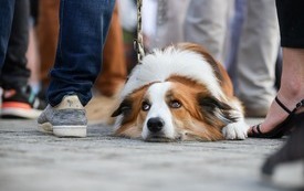 IMG_0288-2
