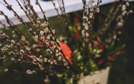 IMG_1079-1