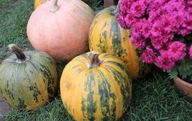 IMG_5210_www