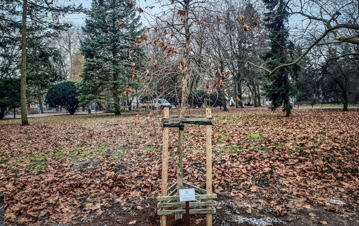 Zdjęcie do Nowy platan w parku Wiosny Lud&oacute;w