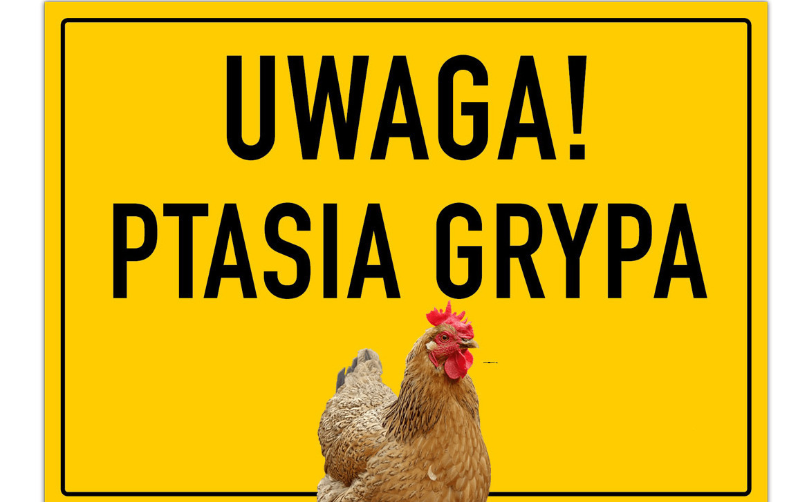 Zdjęcie do Gorz&oacute;w narażony na HPAI
