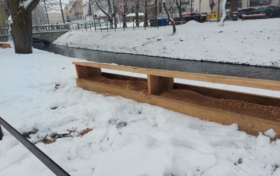 Zdjęcie do Dokarmianie ptak&oacute;w