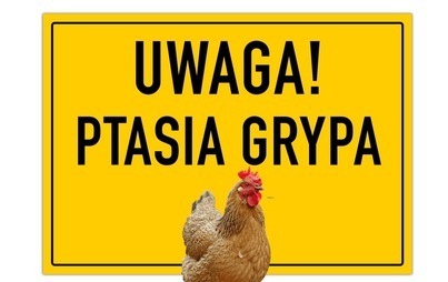 Zdjęcie do Gorz&oacute;w narażony na ptasią grypę