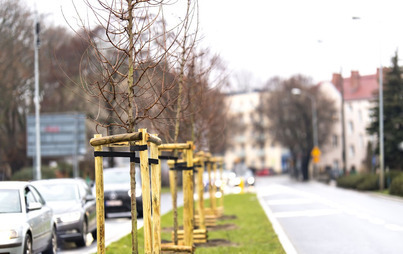 Zdjęcie do Drzewa już rosną i mają się dobrze