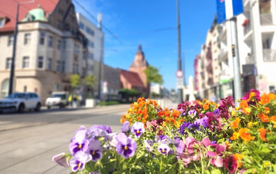 Zdjęcie do Zieleń w centrum pod opieką - ruszają wiosenne zabiegi pielęgnacyjne