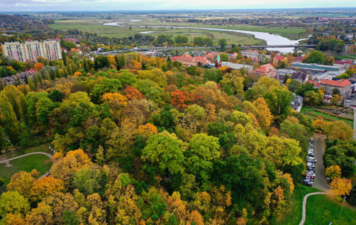 Zdjęcie do Gorz&oacute;w zn&oacute;w się zadrzewi. Jesienią przybędzie 59 drzew i nowe krzewy
