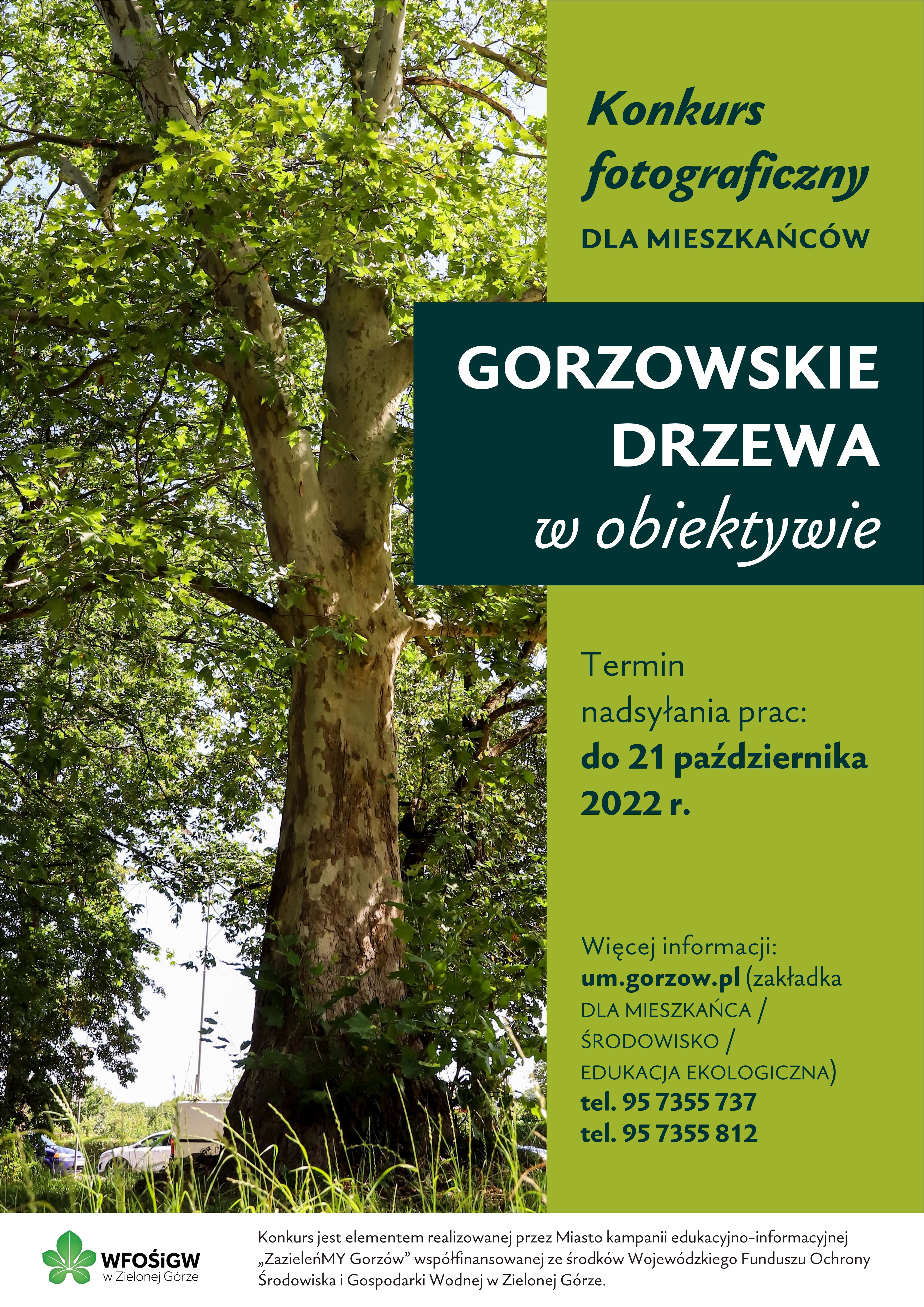 Konkurs drzewa